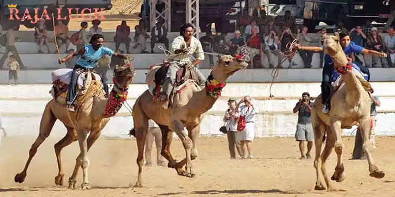 The Origins and Cultural Significance of Camel Racing