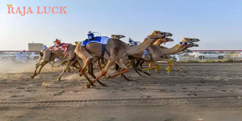 Popular Camel Racing Events Around the World