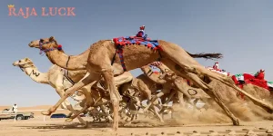 Camel Racing Raja luck 2025